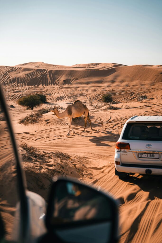 Hatta Mountain Safari sander traa lzp 7ce3fo4 unsplash